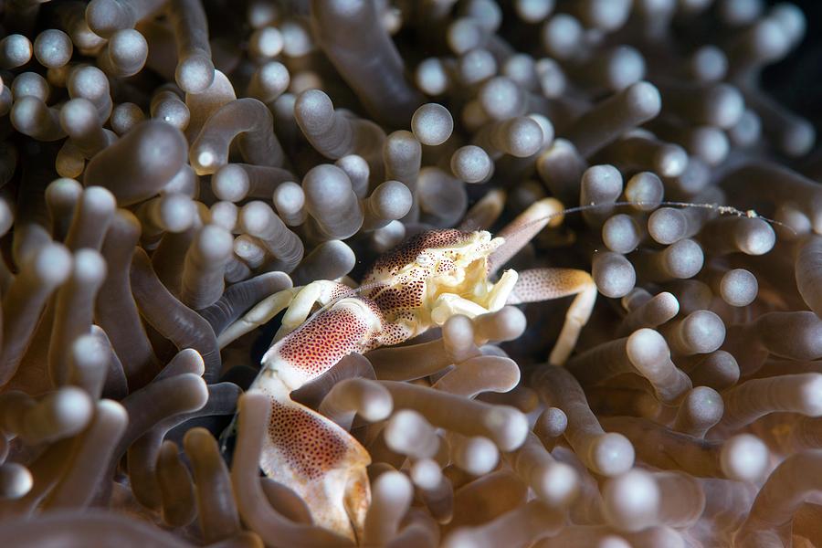 Porcelain Crab On An Anemone Photograph by Louise Murray/science Photo ...