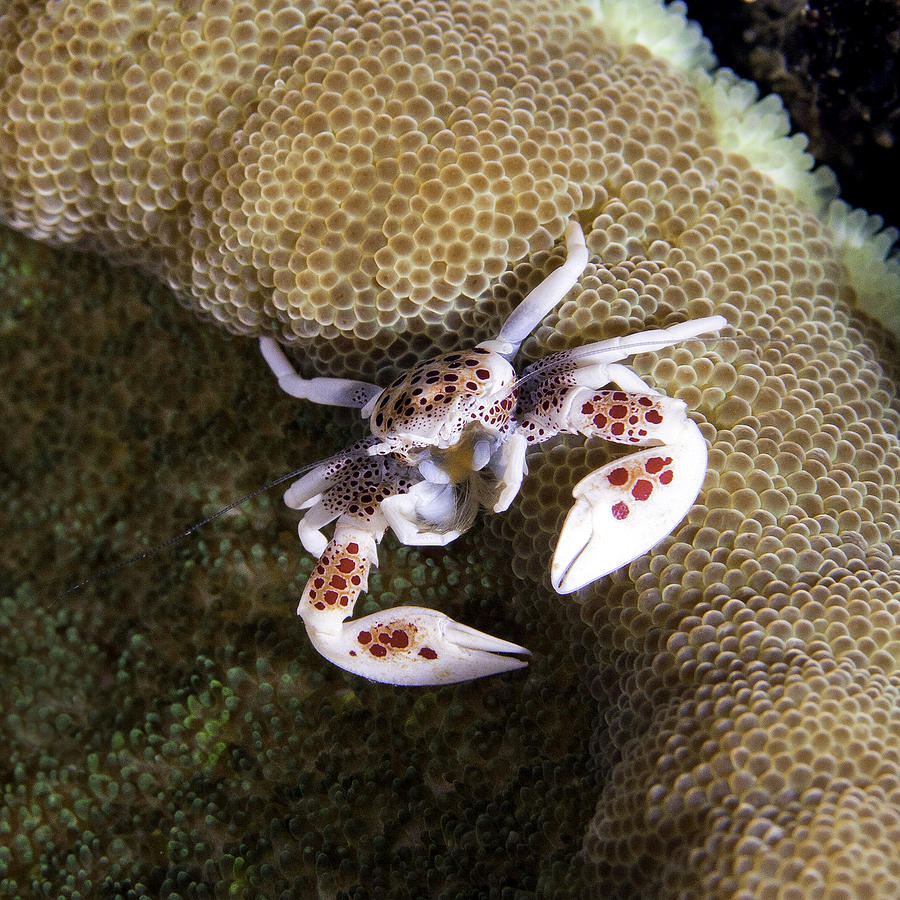 Solomon Islands Photograph - Porcelain Crab by Paula De Baleau