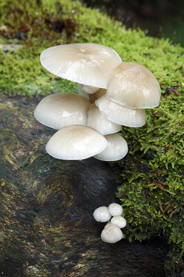 Porcelain Mushrooms Hessen Germany Photograph by Duncan Usher