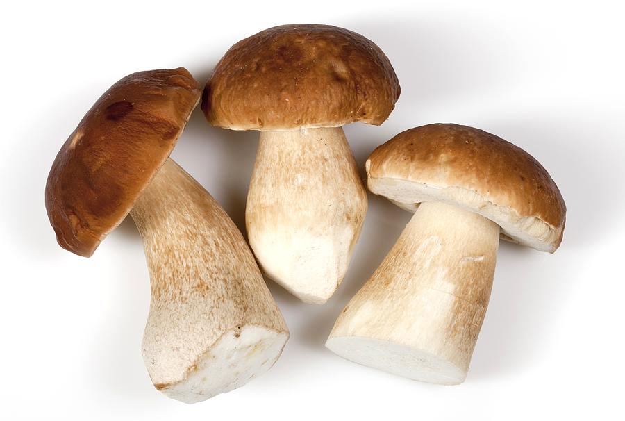 Wildlife Photograph - Porcini (Boletus edulis) mushrooms by Science Photo Library