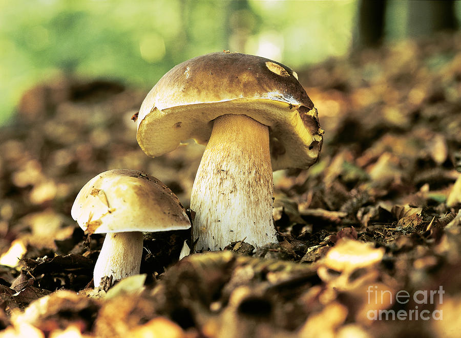 Nature Photograph - Porcini Mushrooms by Rainer Forster/Okapia
