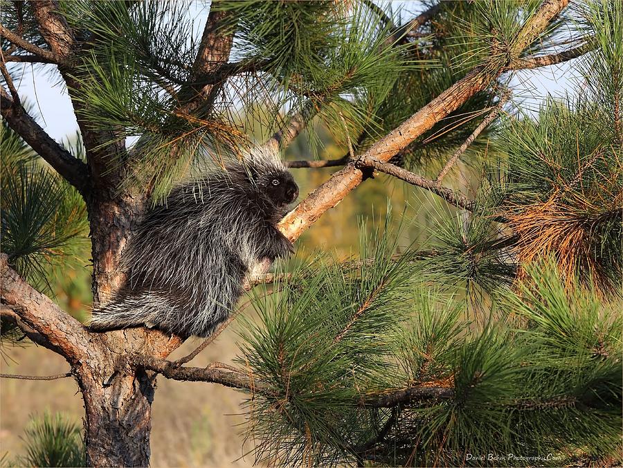 Porcupine Photograph by Daniel Behm