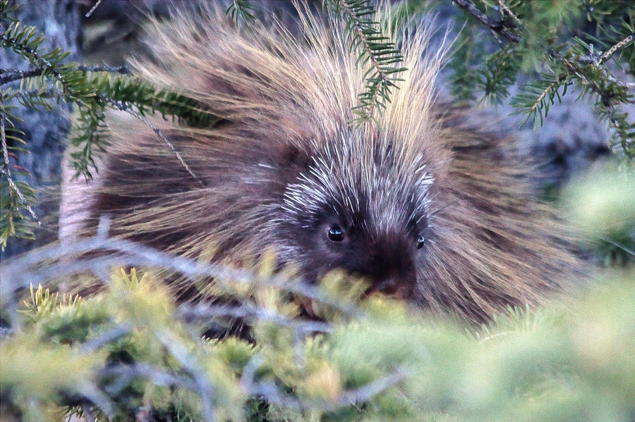 Porcupine Photograph by Gary Jones - Fine Art America