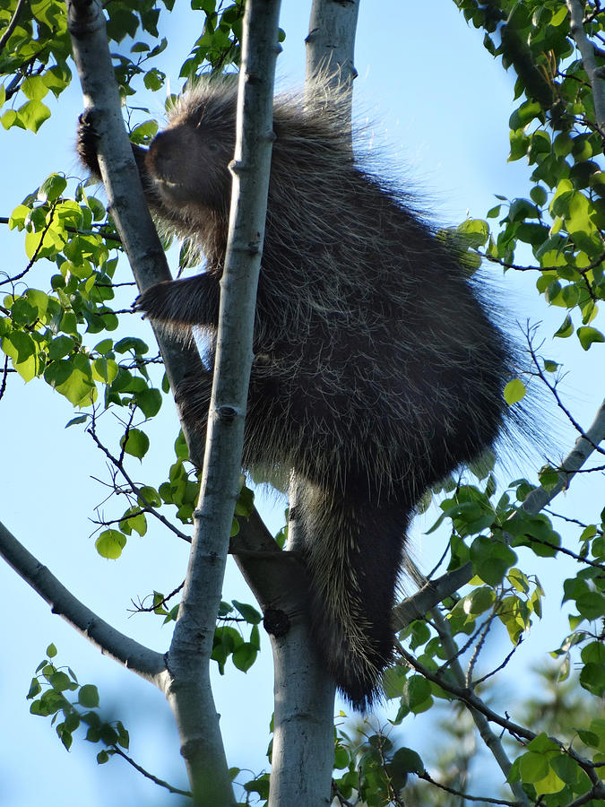 Porcupine in a Tree Photograph by David T Wilkinson
