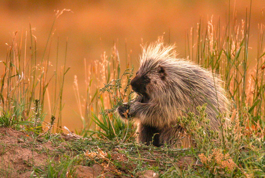 Porcupine  Photograph by Kevin Dietrich
