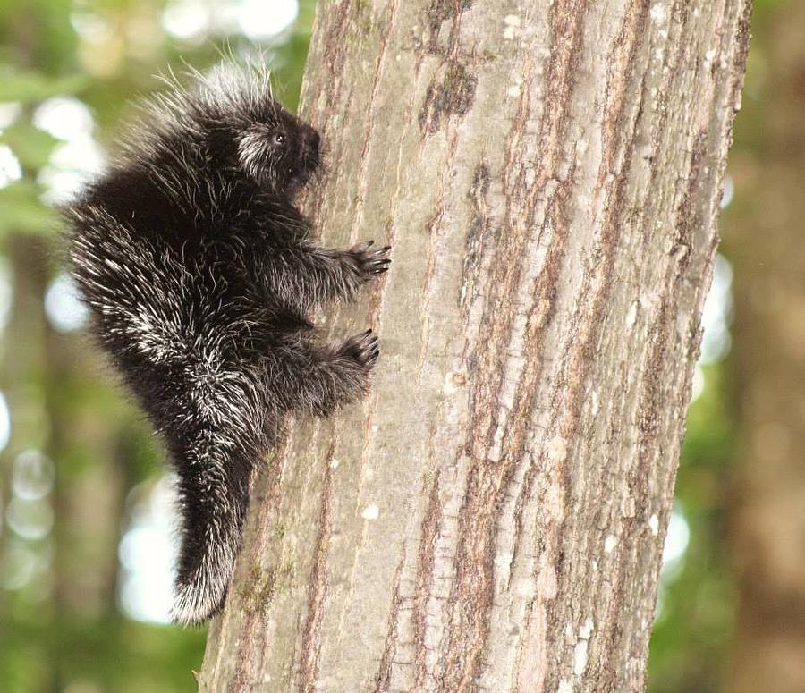 Porcupine Photograph by Linda Brockelbank - Fine Art America