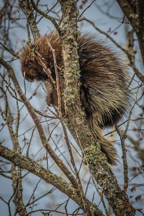 Porcupine Photograph by Paul Freidlund