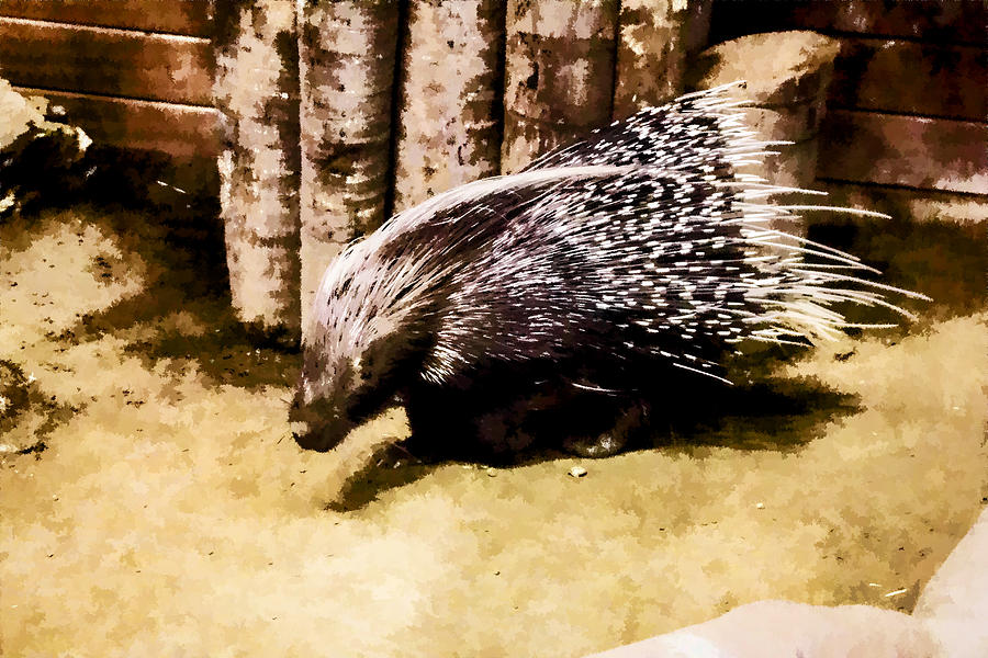 Porcupine  Digital Art by Photographic Art by Russel Ray Photos