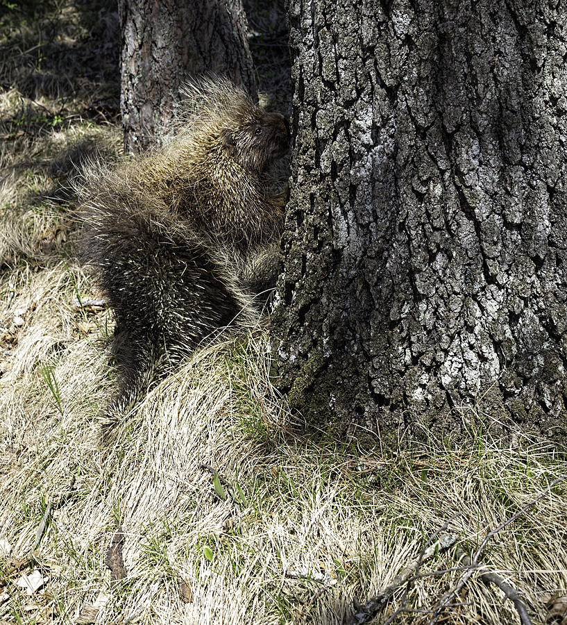 Porcupine Photograph by Thomas Young