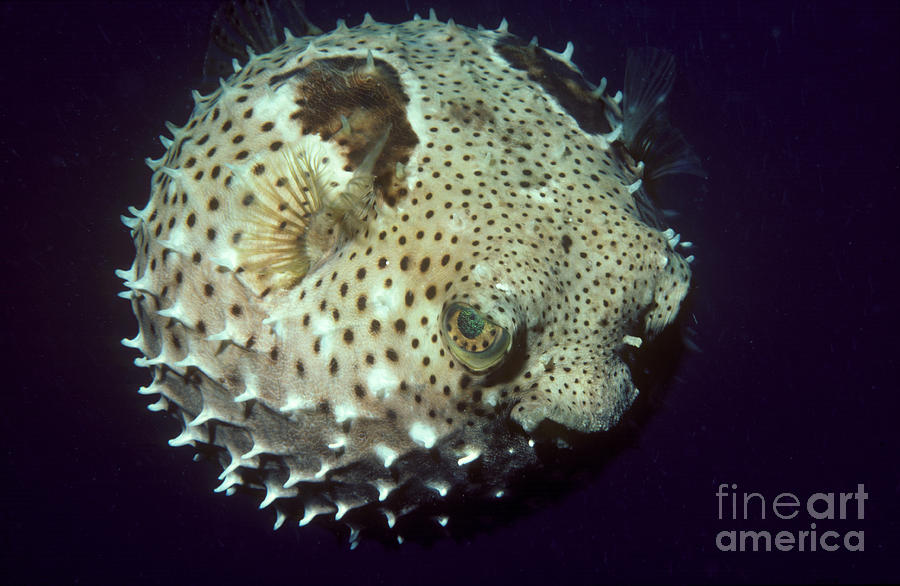 Animal Photograph - Porcupinefish by Gregory G. Dimijian