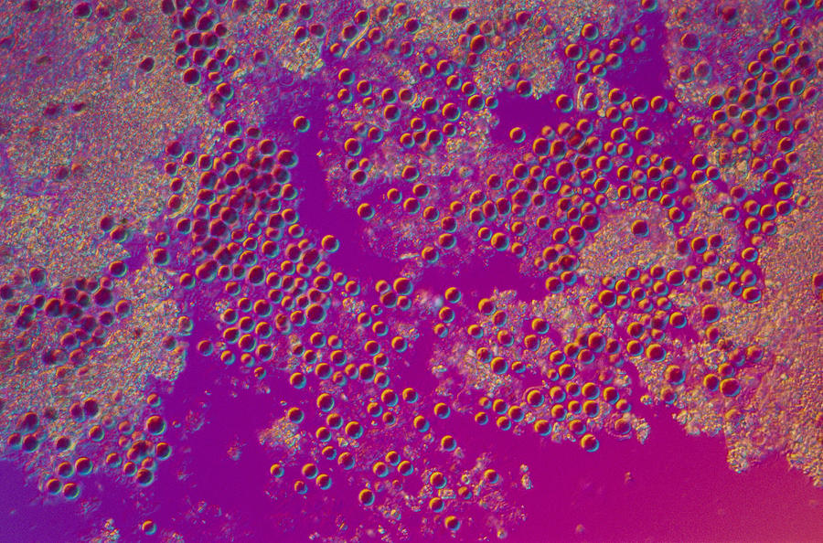 Porphyridium Sp. Red Algae, Lm Photograph by Michael Abbey