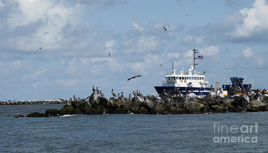 Pelicans and Boats in Louisiana Photograph by Luana K Perez