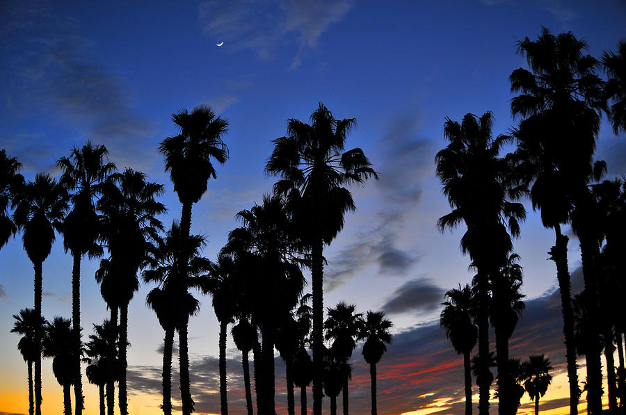 Port Hueneme Palm Sunset Photograph by Lynn Bauer