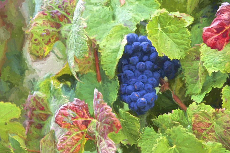Port Wine Grapes Photograph by David Letts