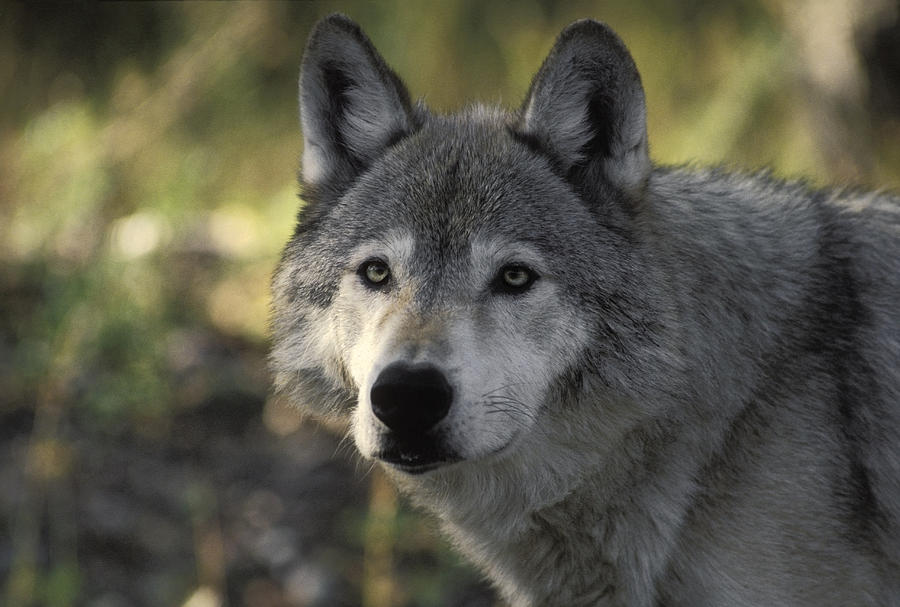 Portait Of Gray Wolf Usa Photograph by Ron Sanford - Fine Art America