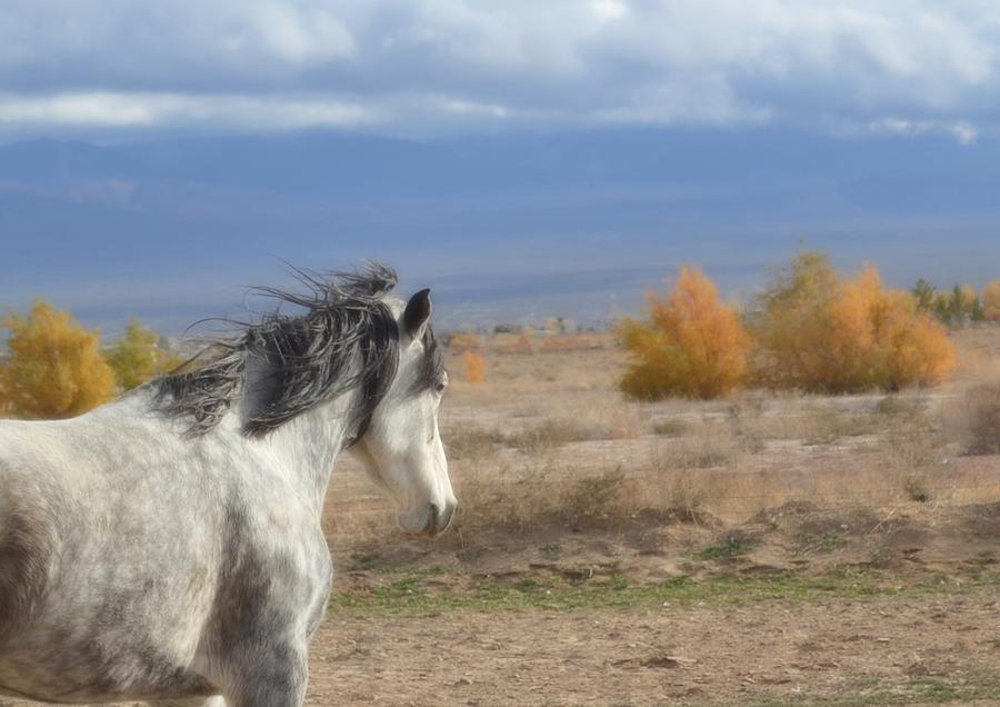 Horse Photograph - Portina in the Breeze by Jenn La Mana
