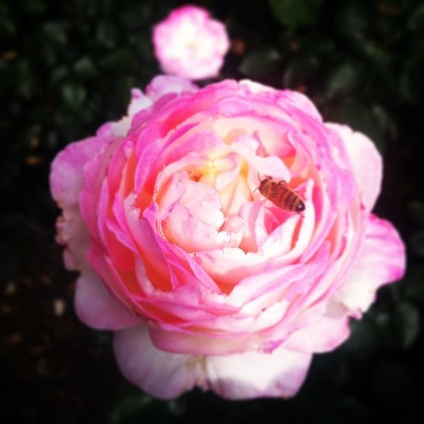 Nature Photograph - Portland Rose Garden #igers #igdaily by Monica Hart