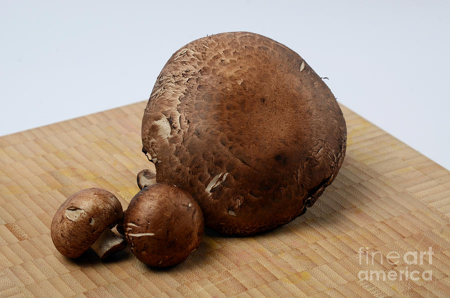 Portobello Mushrooms Photograph by Photo Researchers, Inc.