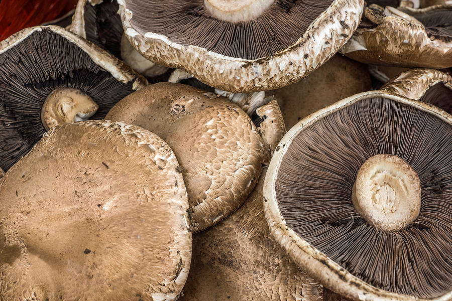 Portobello Mushrooms Photograph