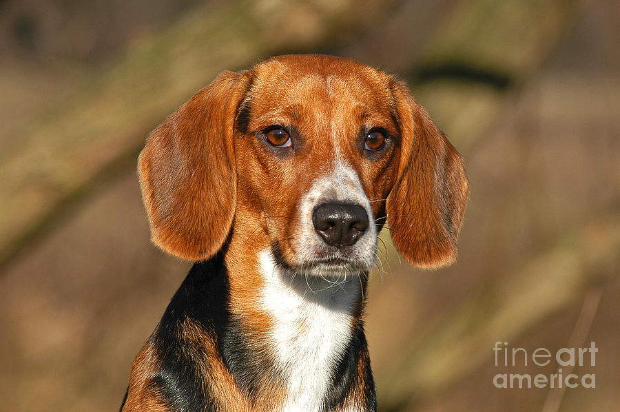 Portrait Beagle dog Photograph by Dog Photos