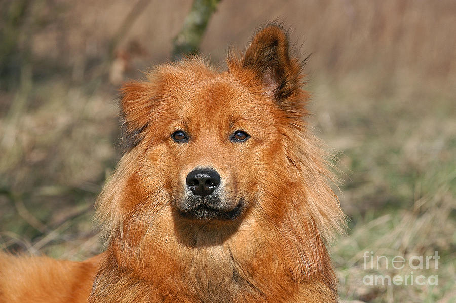 Portrait big brown flat-coated Elo dog Photograph by Dog Photos