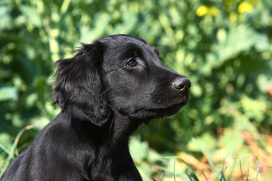 Portrait black Flat Coated Retriever puppy Photograph by