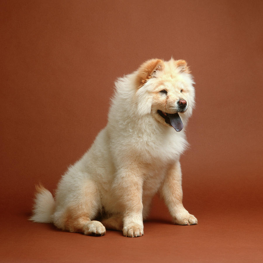 Blond on sale chow chow