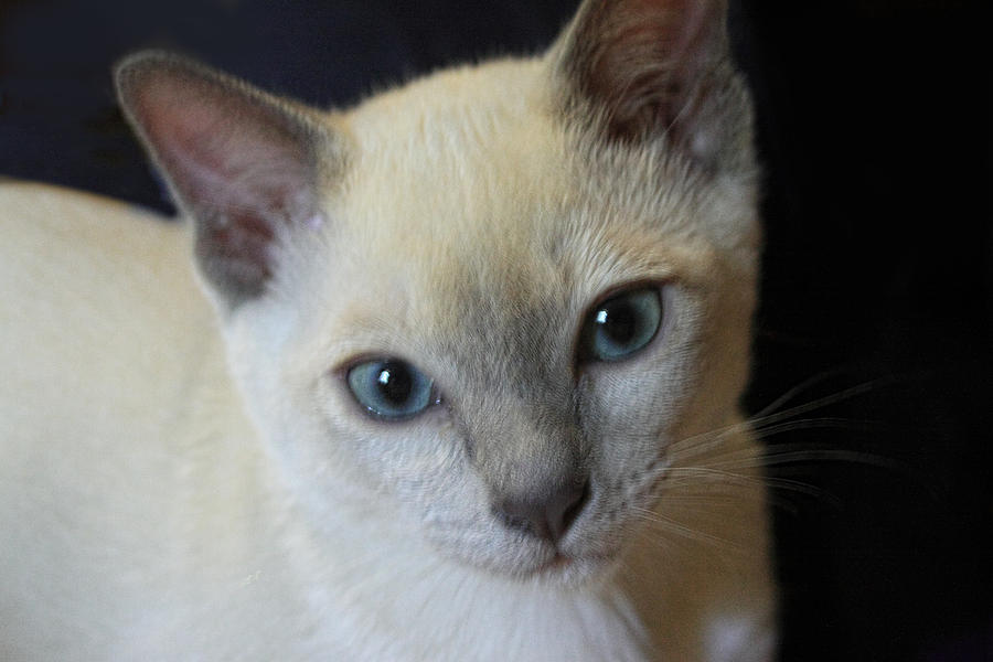 Portrait Blue Eyed Kitten Pyrography by Linda Phelps