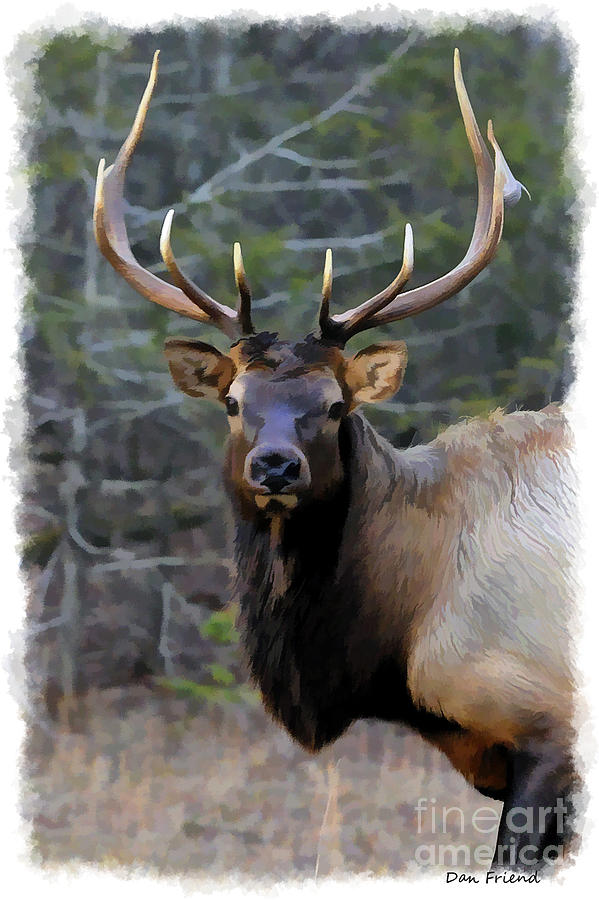 Portrait bull elk Photograph by Dan Friend