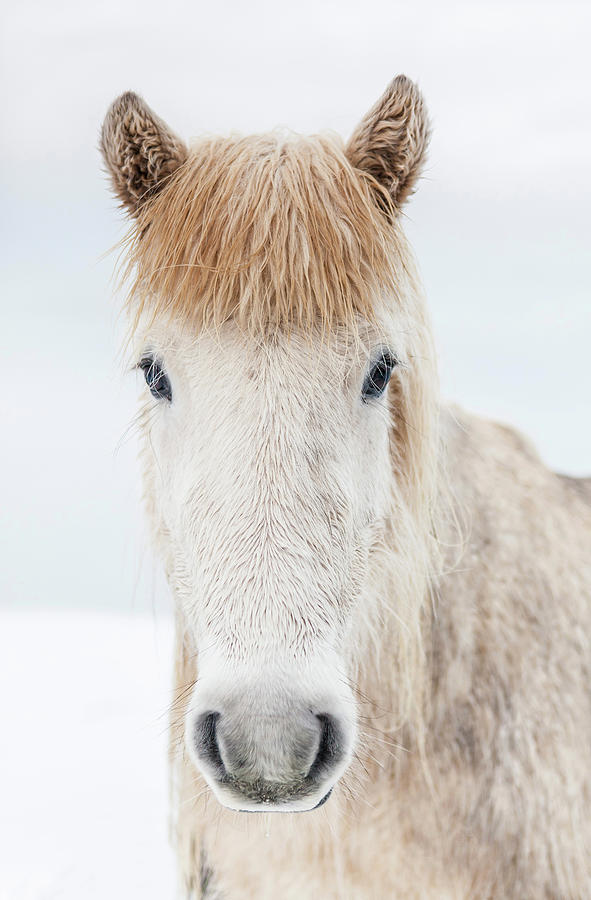 Winter Photograph - Portrait Icelandic Horse, Iceland.the by Animal Images