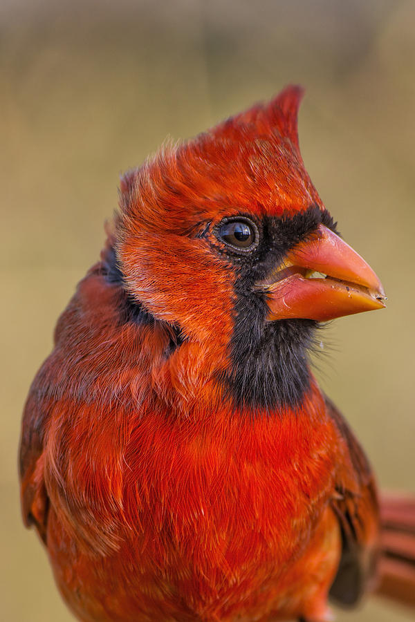 Cardinal Photograph - Portrait in Scarlet and Black by Bonnie Barry