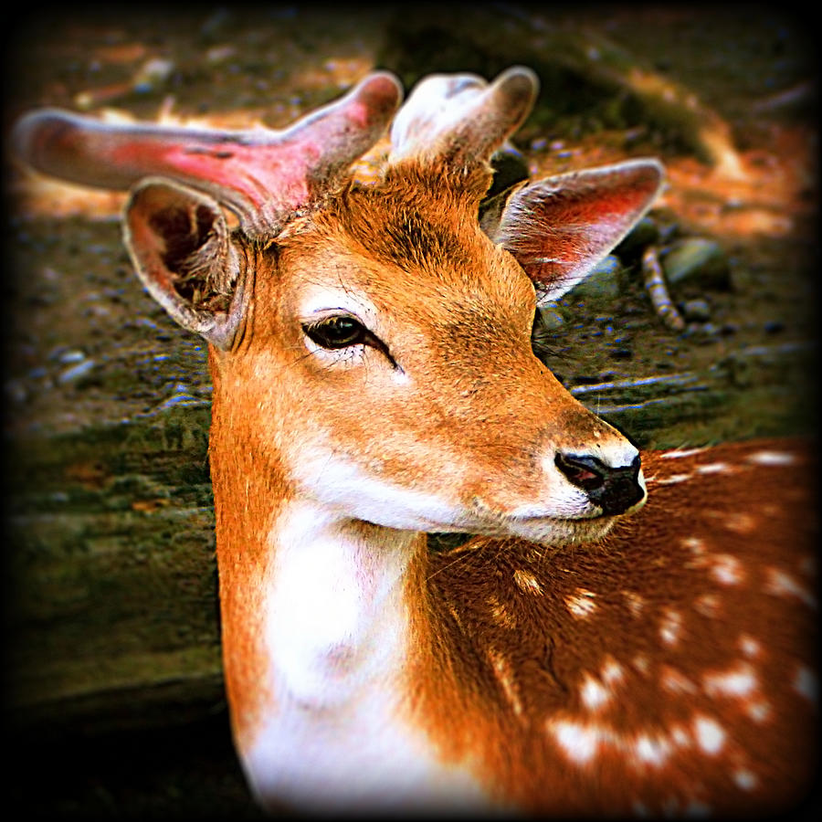 Portrait Male Fallow Deer Photograph by Femina Photo Art By Maggie