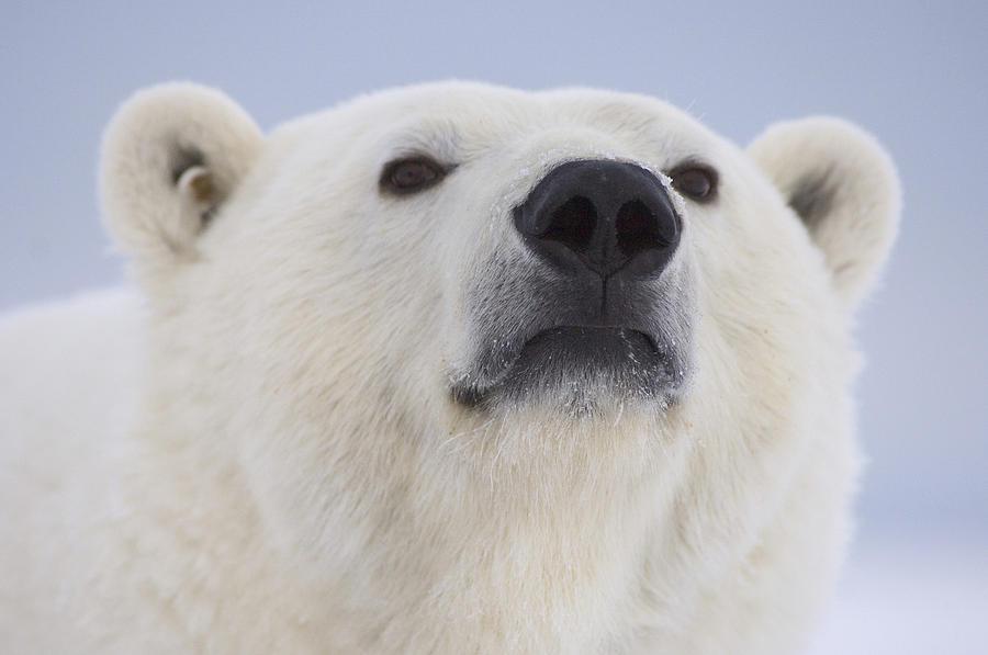 Wildlife Photograph - Portrait Of A Adult Polar Bear by Steven Kazlowski