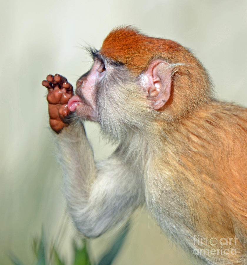 Wildlife Photograph - Portrait of a Baby Patas Monkey II by Jim Fitzpatrick