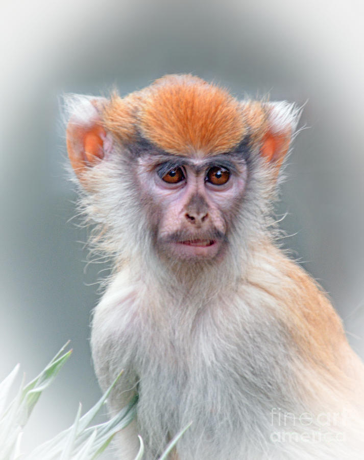 Portrait of a Baby Patas Monkey Photograph by Jim Fitzpatrick