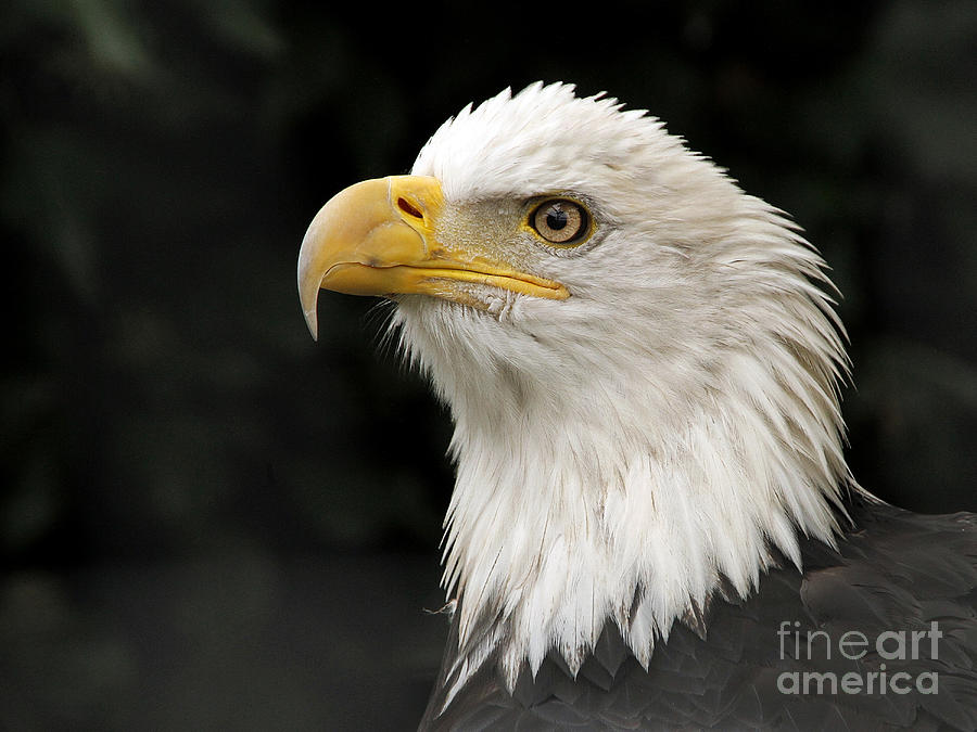 Eagle Photograph - Portrait of a Bald Eagle by Inge Riis McDonald