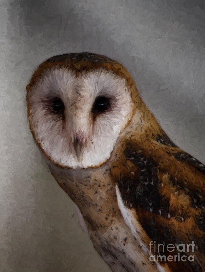 Portrait of A Barn Owl Photograph by Heidi Farmer