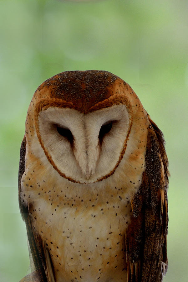 Portrait of a Barn Owl Photograph by Kathleen Stephens