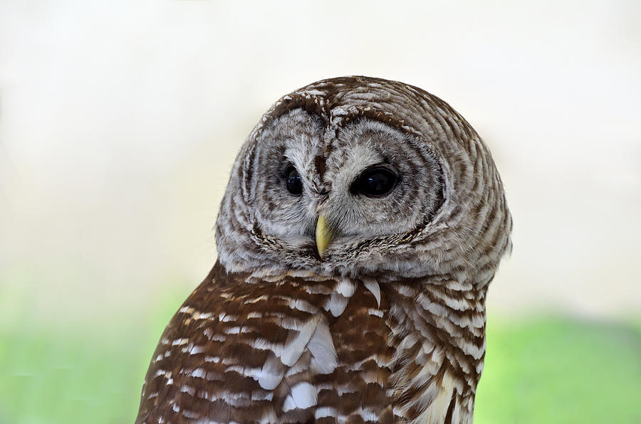 Portrait of a Barred Owl Photograph by Kathleen Stephens