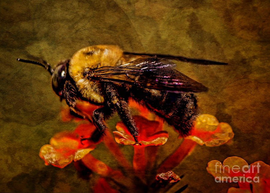 Portrait of a Bee Photograph by Dave Bosse