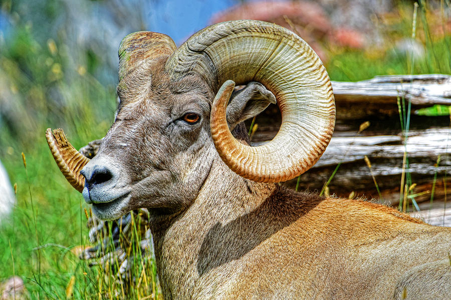 Portrait of a big horn sheep Photograph by Jim Boardman