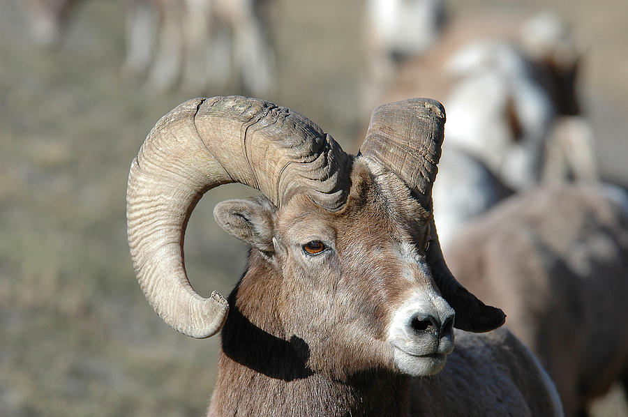 Portrait of a Bighorned Sheep Photograph by Cameron Hamilton - Fine Art ...