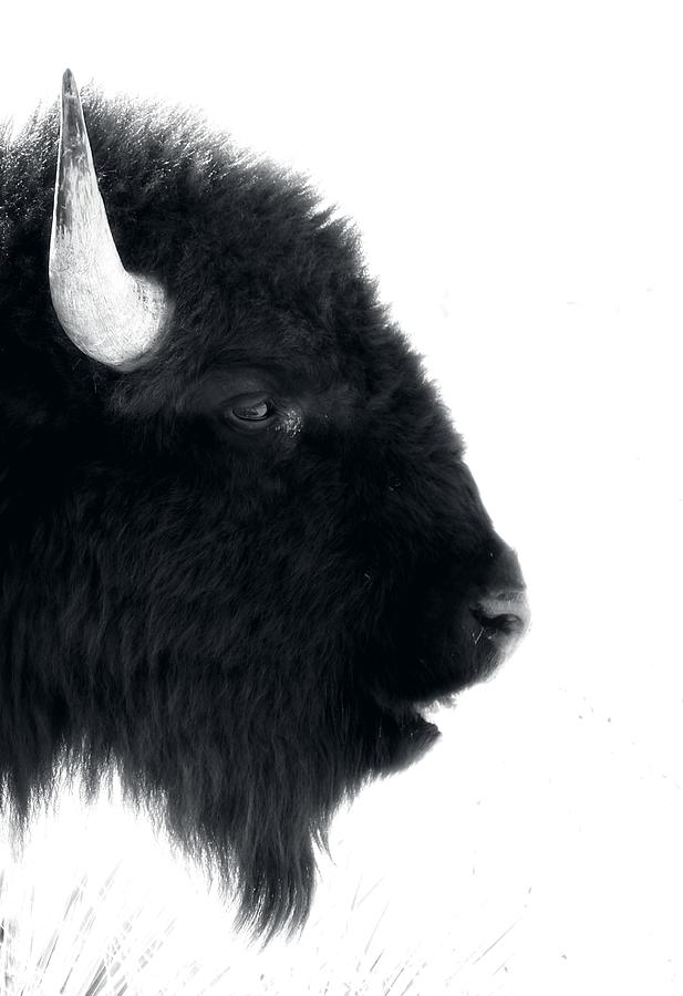 Portrait Of A Bison - Monochrome Photograph