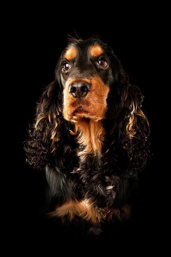 Portrait Of A Black And Tan English Photograph by Andrew Davies