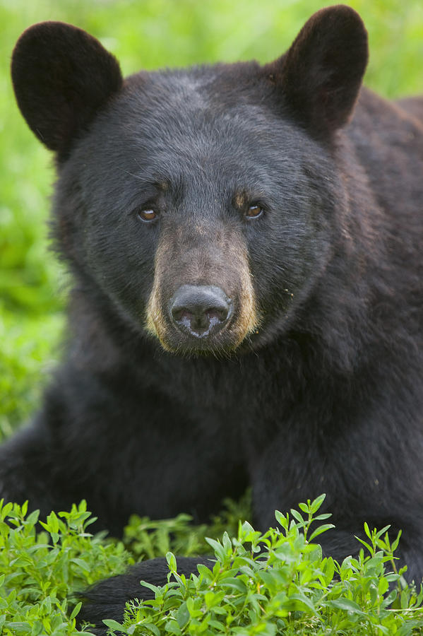 Portrait Of A Black Bear At The Alaska Photograph by Doug Lindstrand