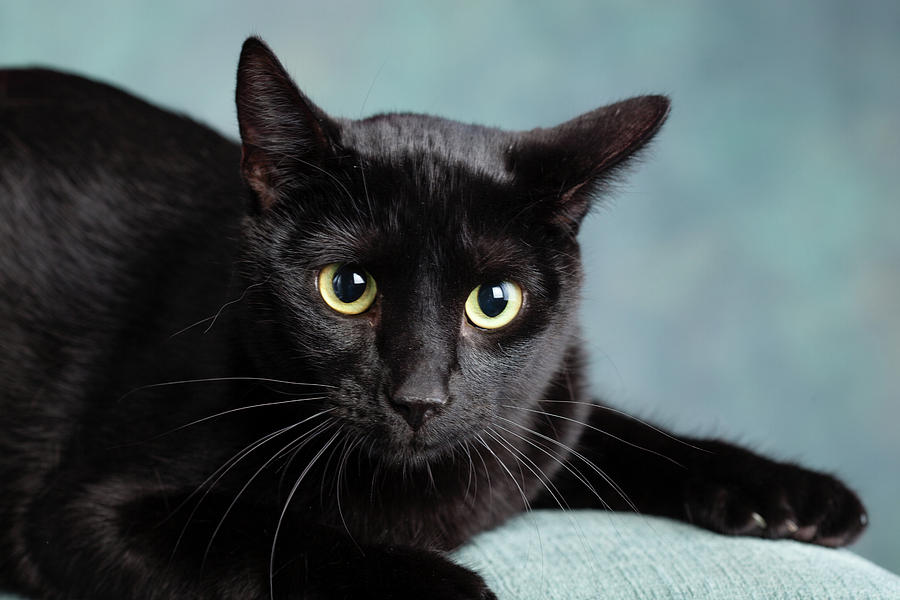 Portrait Of A Black Cat On A Chair Photograph by Animal Images - Pixels