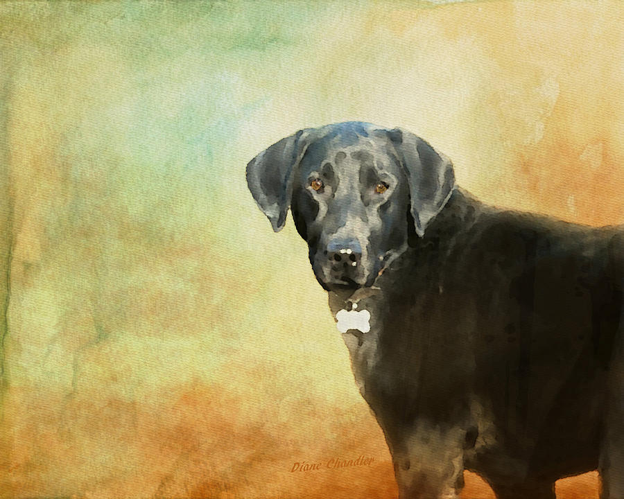 Portrait of a Black Labrador Retriever Painting by Diane Chandler