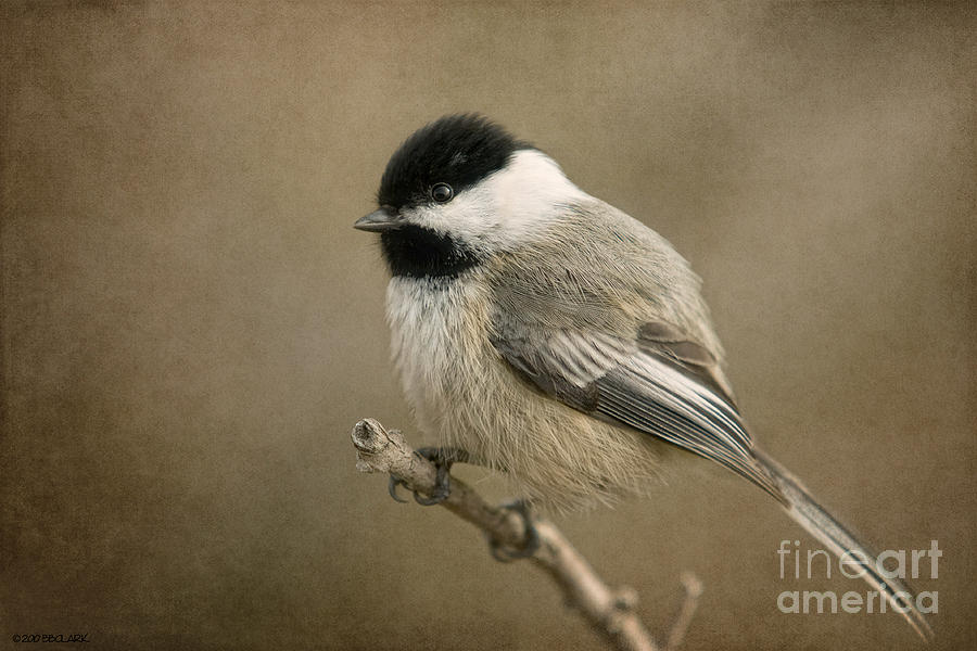 Portrait of a Blackcapped Chickadee Photograph by Beve Brown-Clark Photography