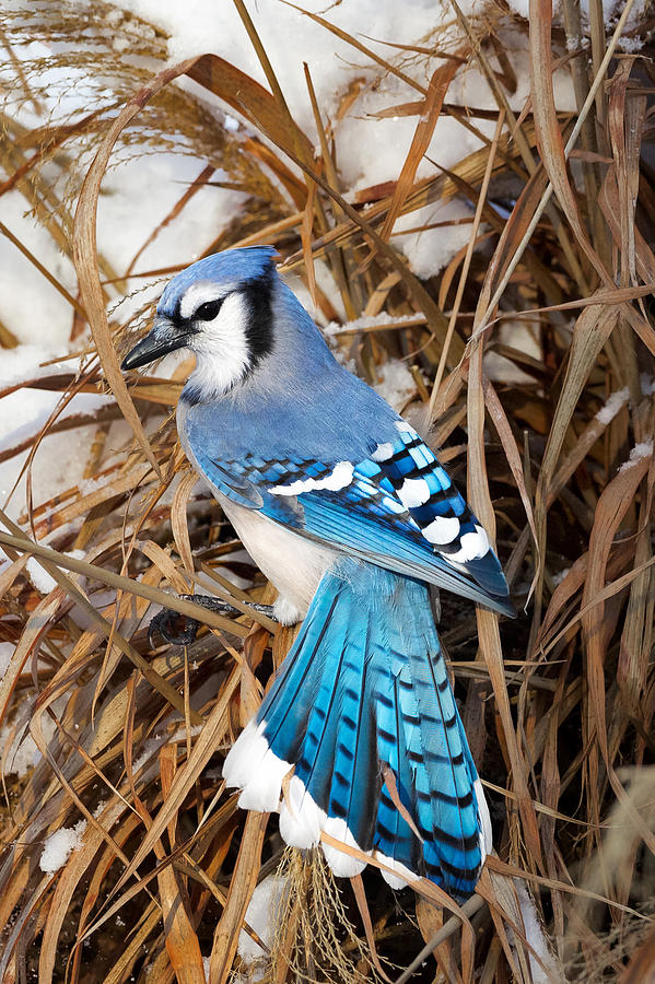 Portrait of a Blue Jay Photograph by Bill Wakeley