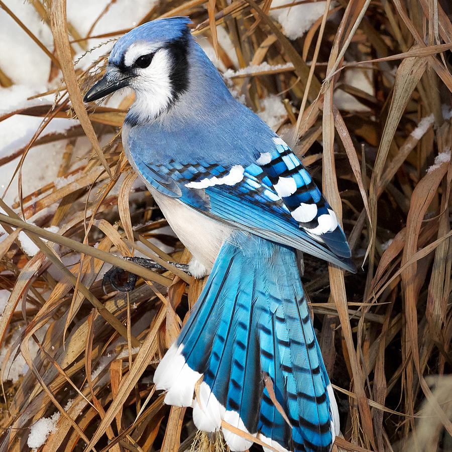 Blue Jay Photograph - Portrait Of A Blue Jay Square by Bill Wakeley